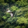 Orlovec ricni - Pandion haliaetus - Osprey o3099